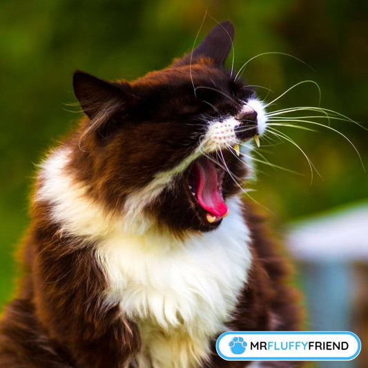 why is my cat sneezing so much all of a sudden