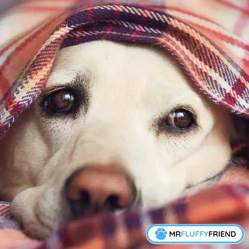 Why Do Dogs Cry in Their Sleep