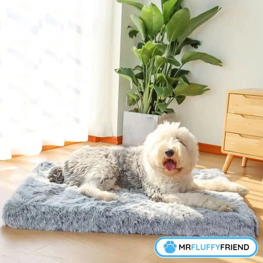 What’s the Best Bed for Senior Dogs: Ultimate Support