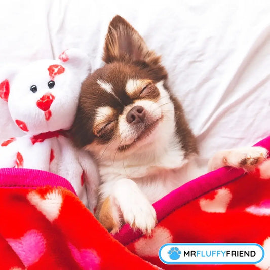 Dog Sleeping Positions When Sick