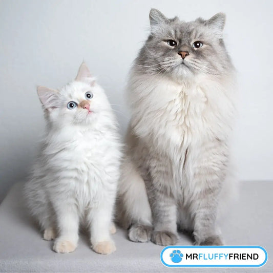 A kitten and a cat sitting close together showing signs that the resident cat is accepting the new kitten