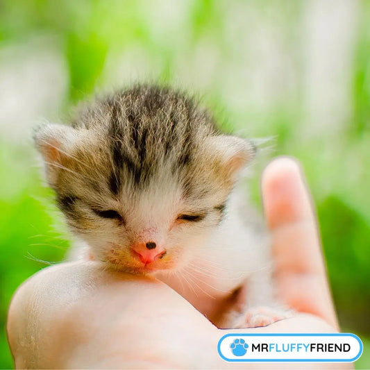 Featured image for a blog post about new kitten checklist featuring a tiny, sleeping kitten with a white and gray coat nestled comfortably in a person's hand, surrounded by soft greenery.