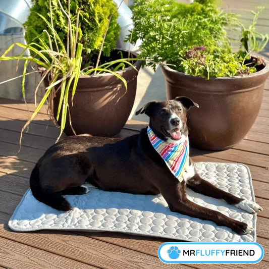 A happy black dog lying on a gray cooling mat, wearing a colorful bandana, surrounded by potted plants on a sunny wooden deck