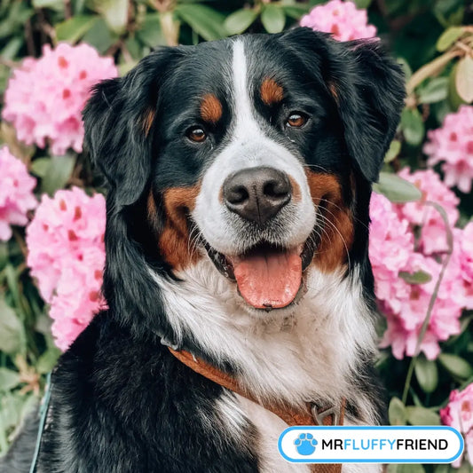 Featured image for a blog about what are the biggest dog breeds showcasing a Bernese Mountain Dog smiling among pink flowers