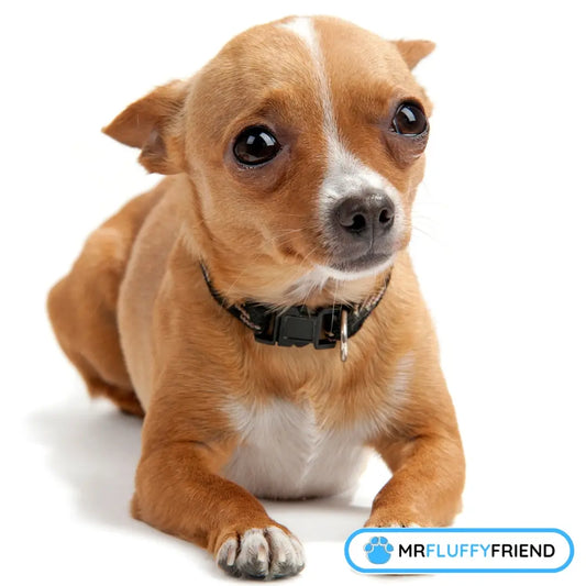 A small, tan dog with a worried look lying on a white background showcasing dog separation anxiety