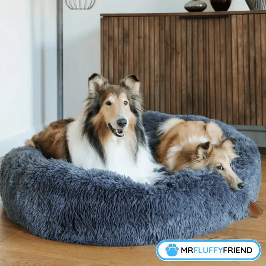 Featured image of a blog "5 Reasons to Get an Anxiety Bed for Dogs" showing two large fluffy dogs relaxing happily in a big round dark grey dog anxiety bed in living room