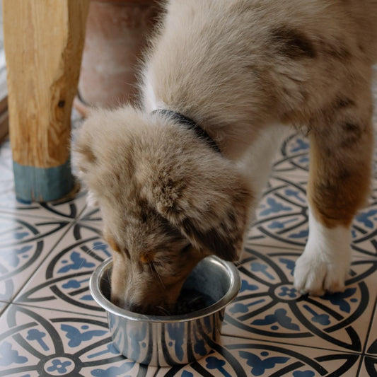 dry vs wet dog food