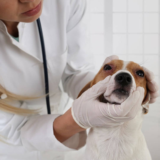 dog allergy aid