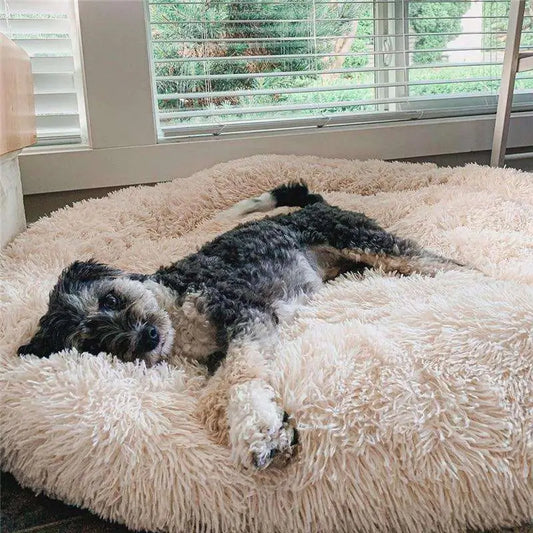 featured image of a blog with a Dog laying on fluffy dog bed in apricot color