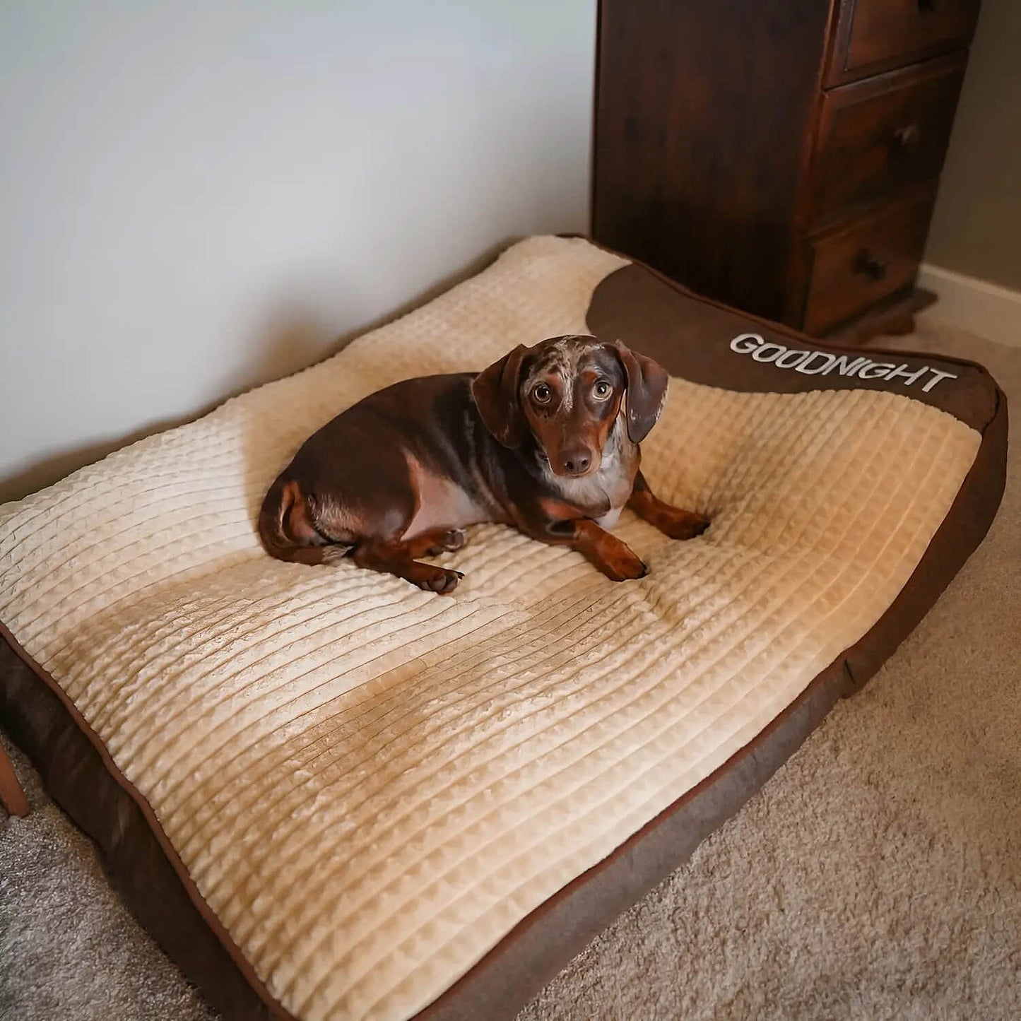 MrFluffyFriend™ - Calming Dog Cushion