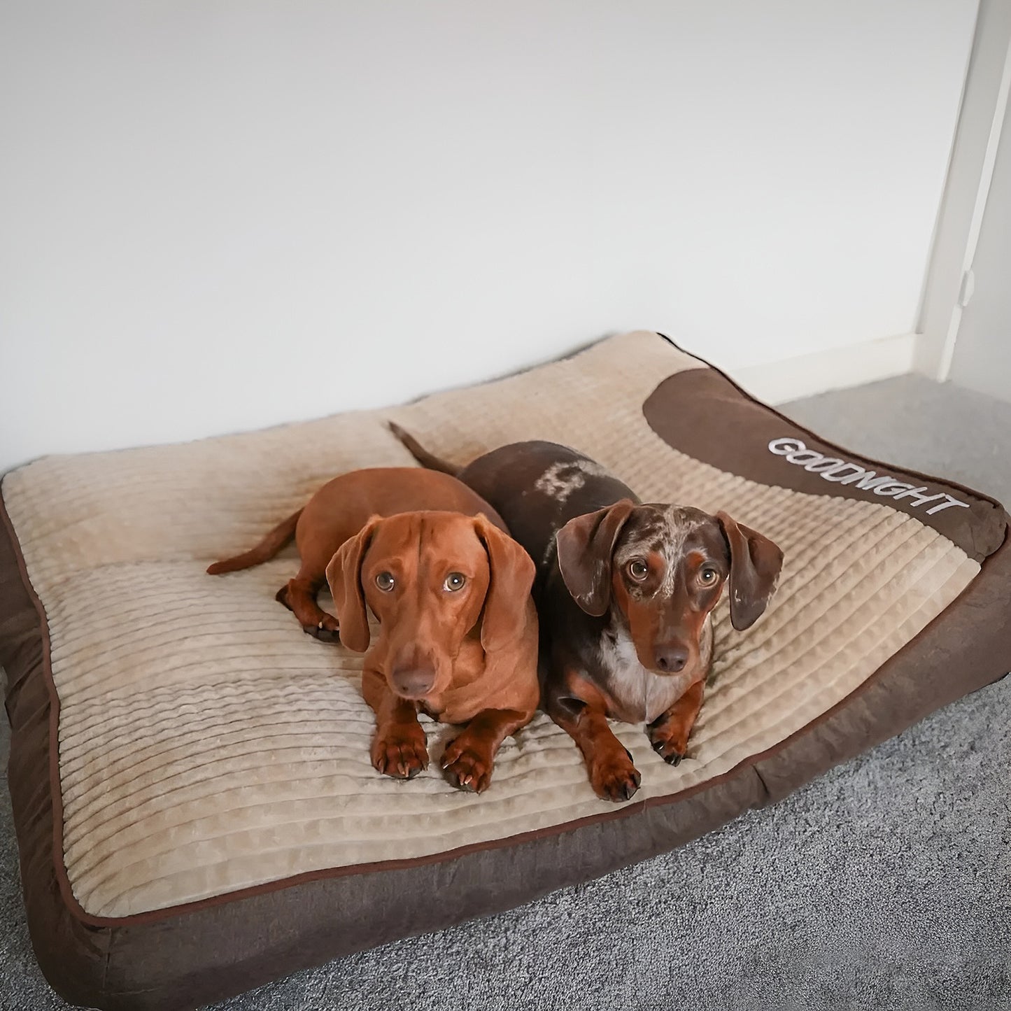 MrFluffyFriend™ - Calming Dog Cushion