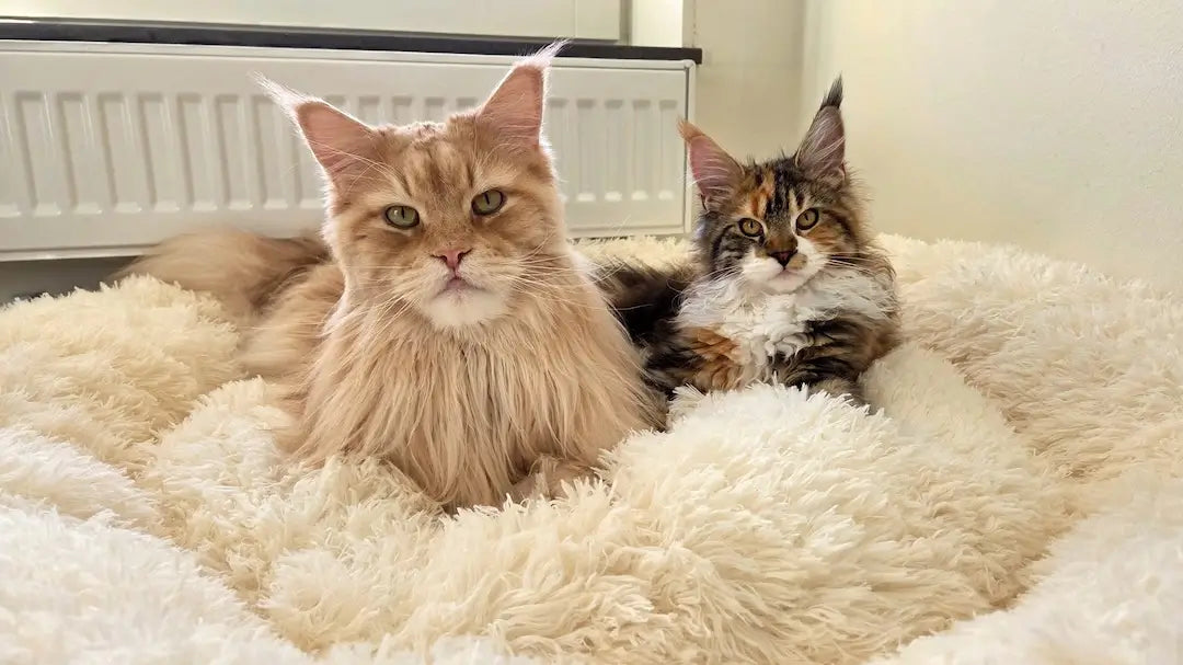 Hero Background Image