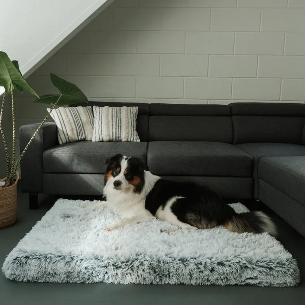 Does your dog get the support he needs?