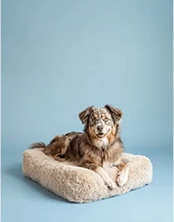 Photo of Orthopedic dog pillow
