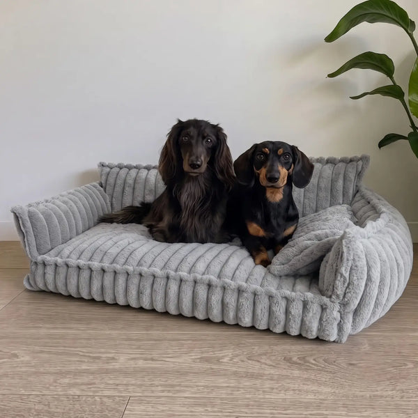 Do you want to give your dog the comfort he deserves?