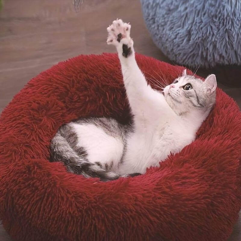 A playful cat with gray and white fur stretches its paw upward while lounging in a red wine, cozy anxiety relieving cat bed